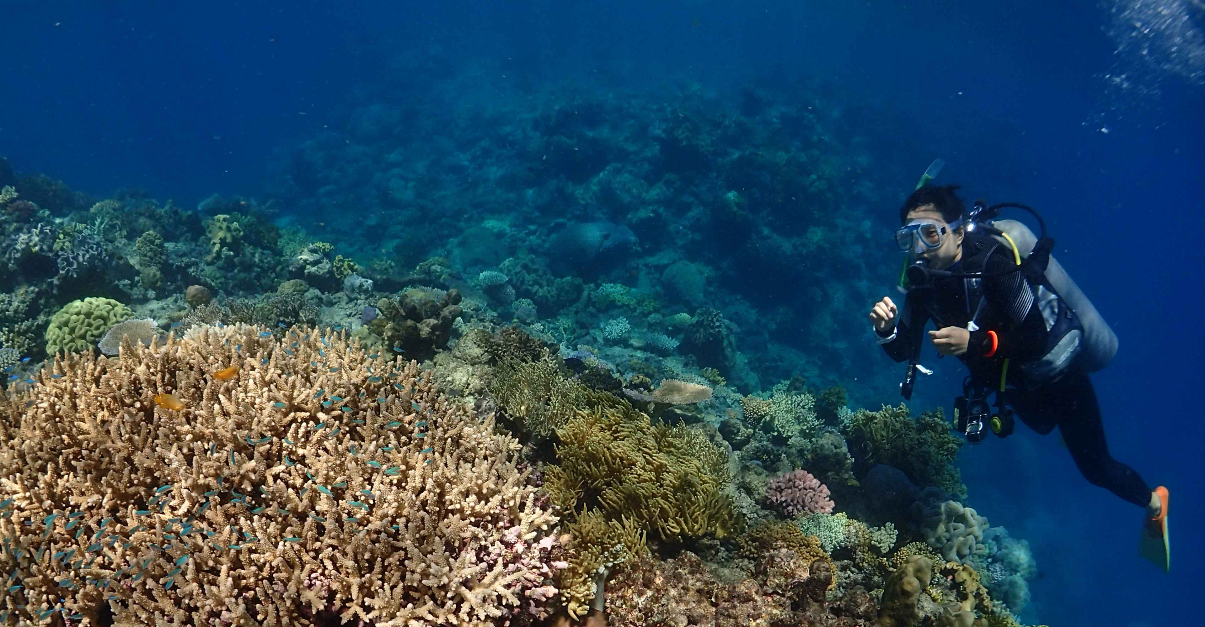 scuba diving Cairns