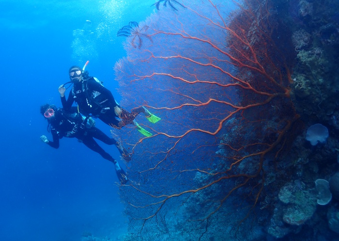 Cairns scuba diving