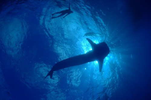shark diving Cairns